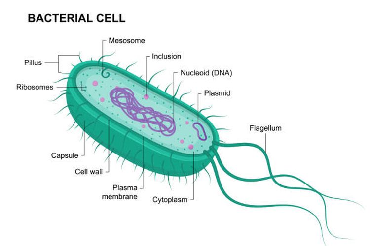 Ilustrasi struktur bakteri.