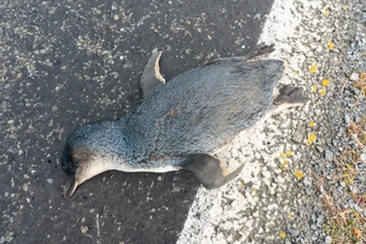 Ratusan penguin terkecil di dunia atau Eudyptula minor ditemukan mati di pantai di Selandia Baru. 