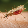 Perlu Tahu, Cara Obati Gigitan Nyamuk agar Tak Ada Bekas Luka