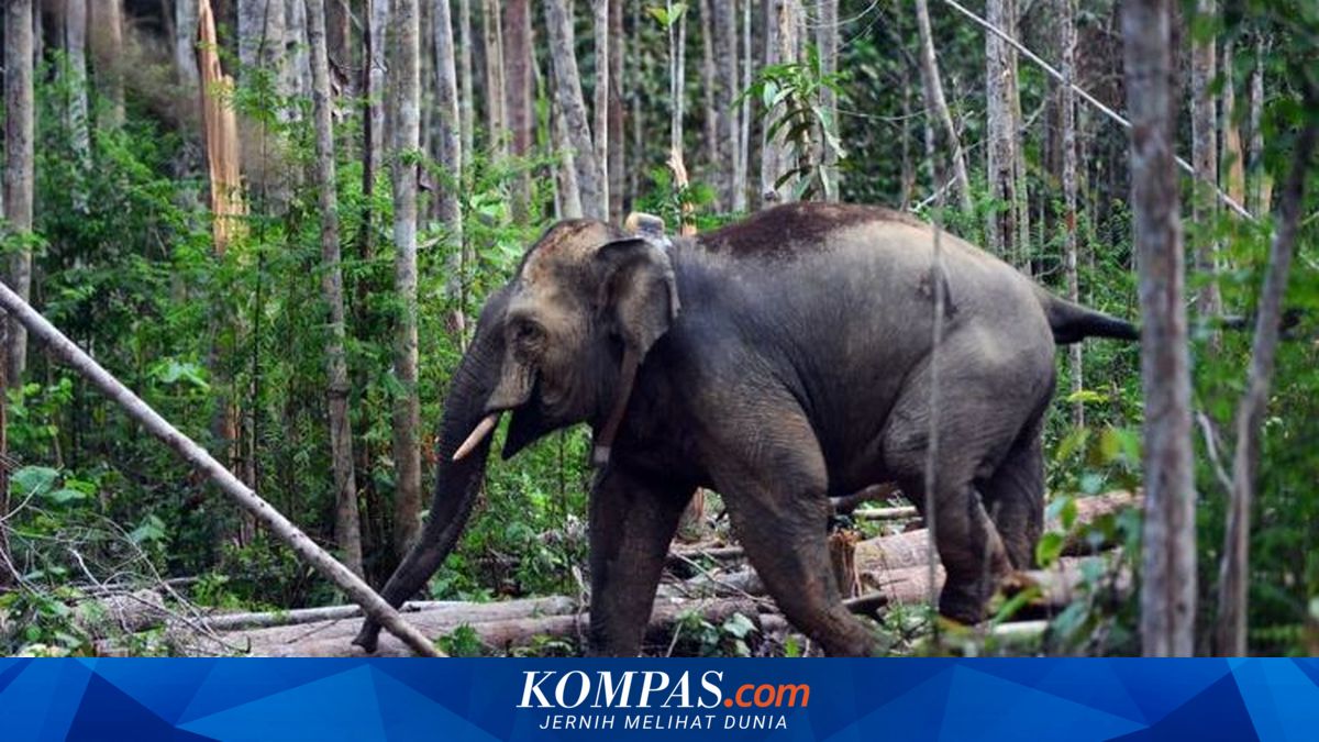 Prabowo Terbitkan Inpres Penyelamatan Gajah Sumatera dan Kalimantan