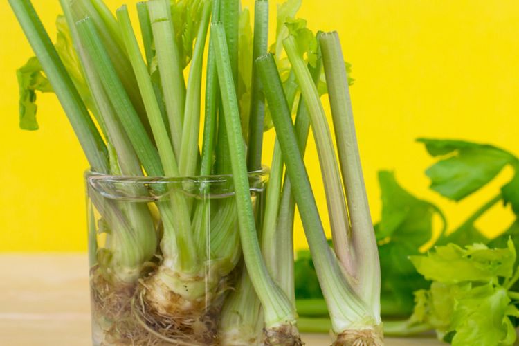 Ilustrasi menanam seledri di air.