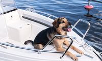 Perhatikan 3 Hal Ini saat Wisata Naik Kapal dengan Anjing Peliharaan