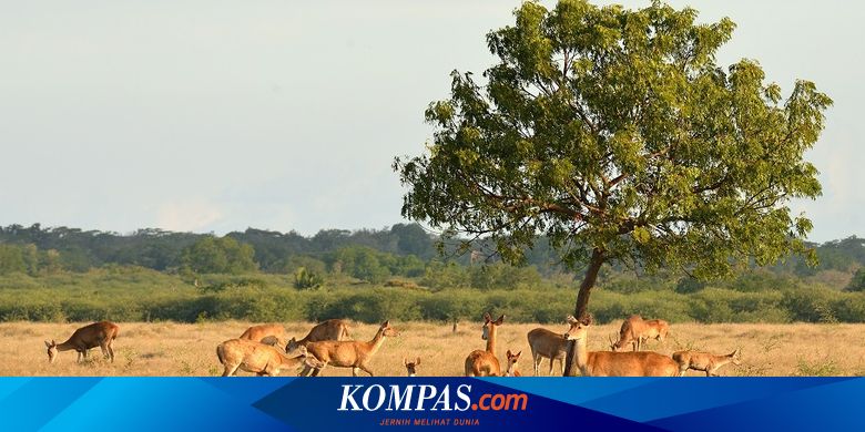 Tips Kunjungan ke TN Baluran, Waktu Paling Tepat sampai Spot Favorit - Vimarsana News
