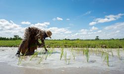 Genjot Produktivitas 50 Poktan di Luwu Utara, Kementan Kirim Alsintan