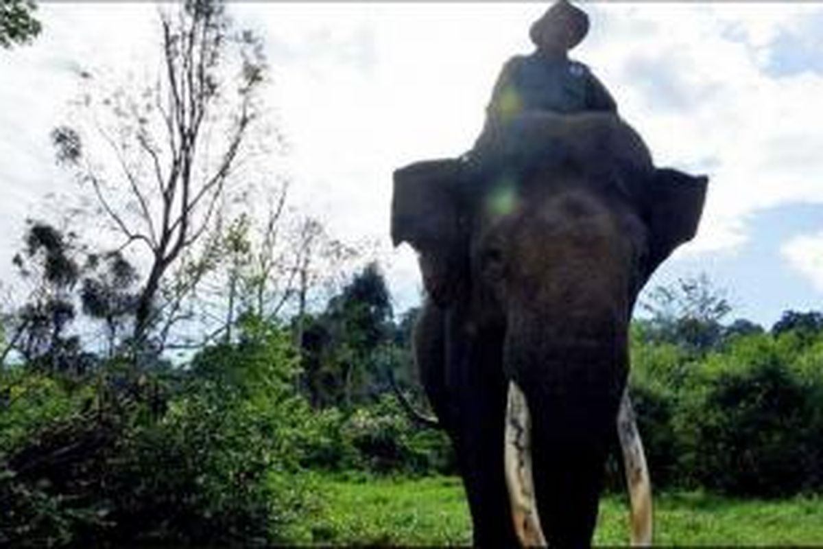 Yongki semasa hidup berpatroli bersama pawangnya, Supri, di sekitar Taman Nasional Bukit Barisan Selatan, Lampung. Yongki merupakan gajah jinak yang menjadi korban perburuan gading gajah.