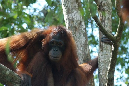 Kisah Pilu Pony, Orangutan yang Dijadikan Pelacur di Kalimantan dan Kondisinya Kini