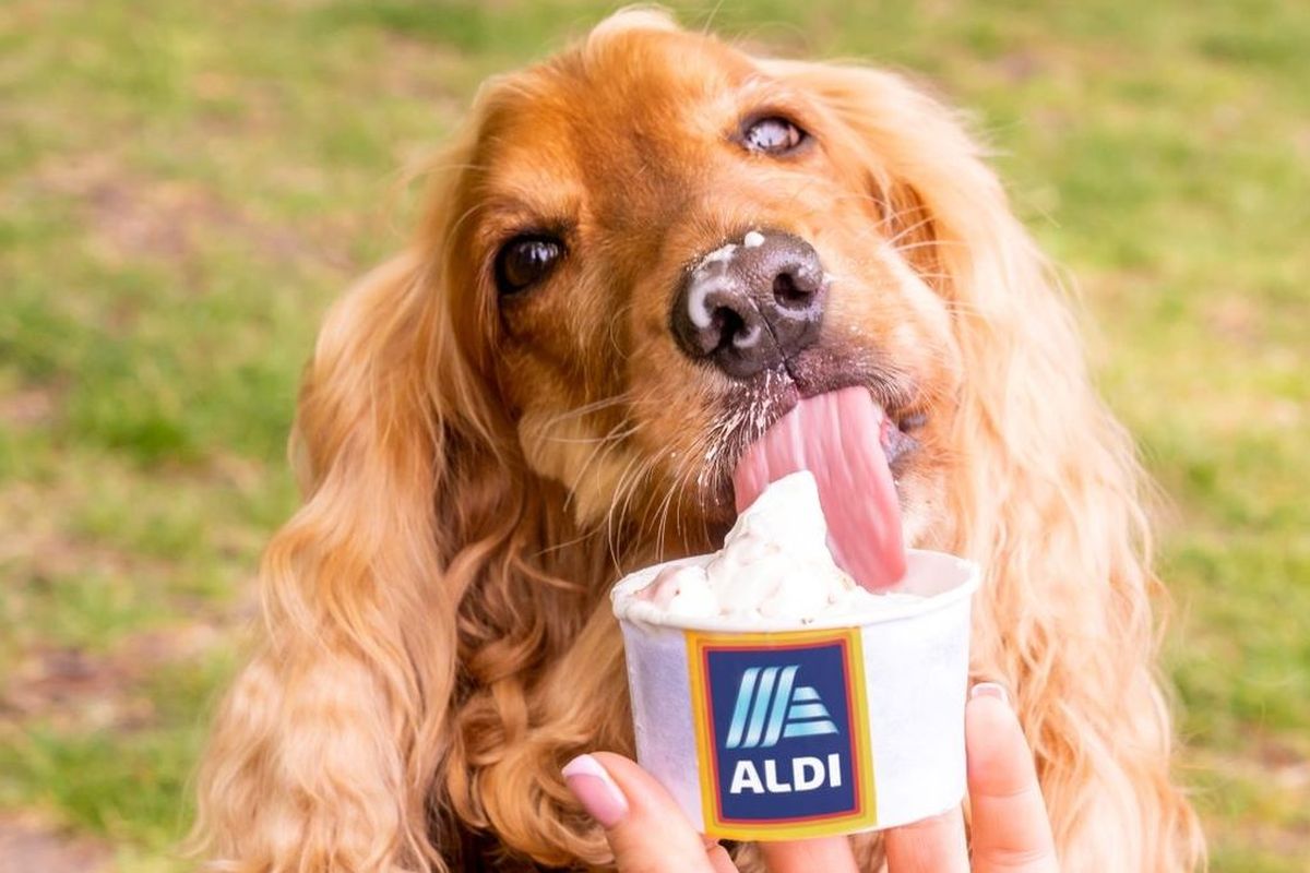 Es krim khusus anjing di Inggris selama musim panas 2022