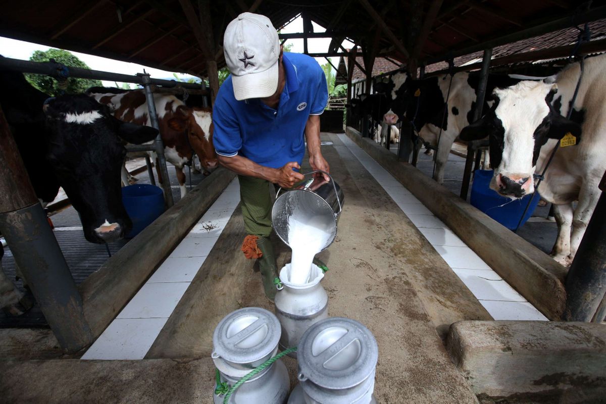Peternak menuang susu sapi di peternakannya di Pangalengan, Bandung, Jawa Barat, Kamis (25/1/2018). 