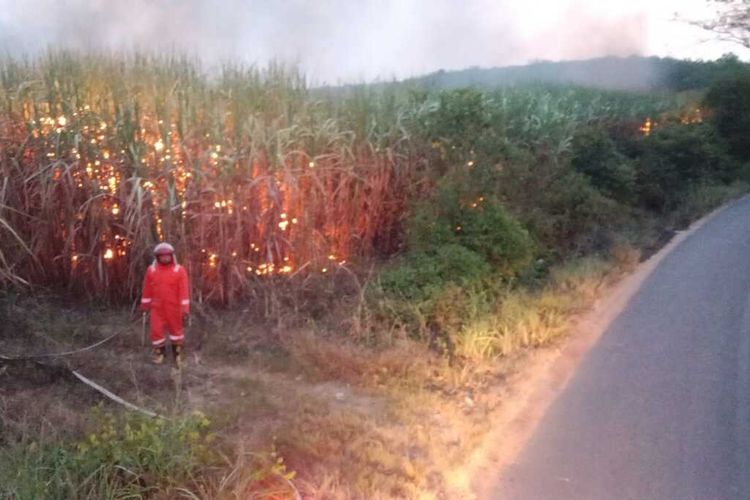 Sepekan, Tujuh Kebakaran Lahan Terjadi di Tulang Bawang Lampung
