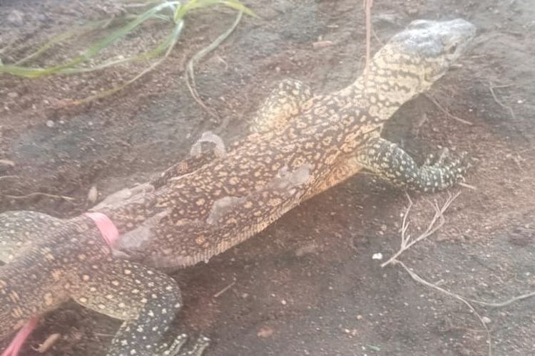 Anakan Komodo Sepanjang 57 Cm Ditemukan di Rumah Warga Manggarai Timur NTT