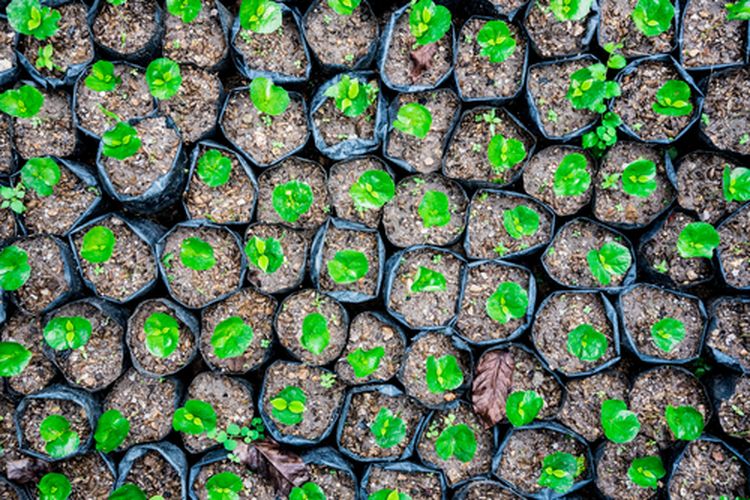 Ilustrasi bibit kopi