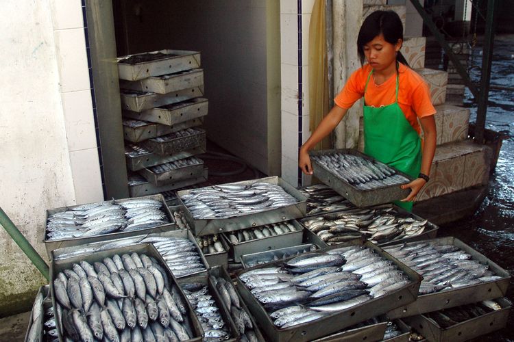 Salah seorang pegawai menyiapkan sekotak ikan lemuru yang akan dimasukkan ke tempat pendinginan (cold storage) UD Piala Indah di Desa Muncar, Kecamatan Muncar, Banyuwangi, Jawa Timur, Sabtu (25/4). Pada musim panen tangkapan, UD Piala Indah menerima pasokan beberapa jenis ikan untuk makanan kaleng hingga 25-30 ton per hari. Sebagian besar ikan berkualitas unggul diekspor
ke Jepang dan Thailand.