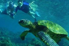 Snorkeling Dengan Kura-Kura di Lombok