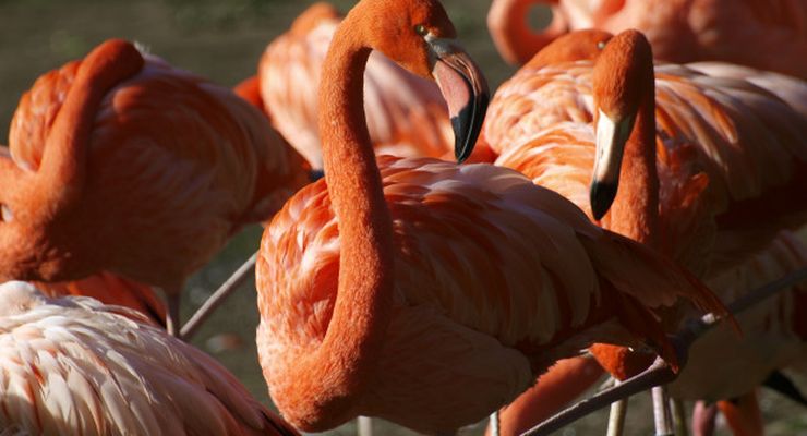Migrasi Bikin Awet Muda? Studi Flamingo Ungkap Rahasianya