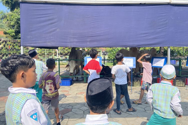 Sapi Kurban Prabowo 1,1 Ton di Surabaya jadi Hiburan Warga 