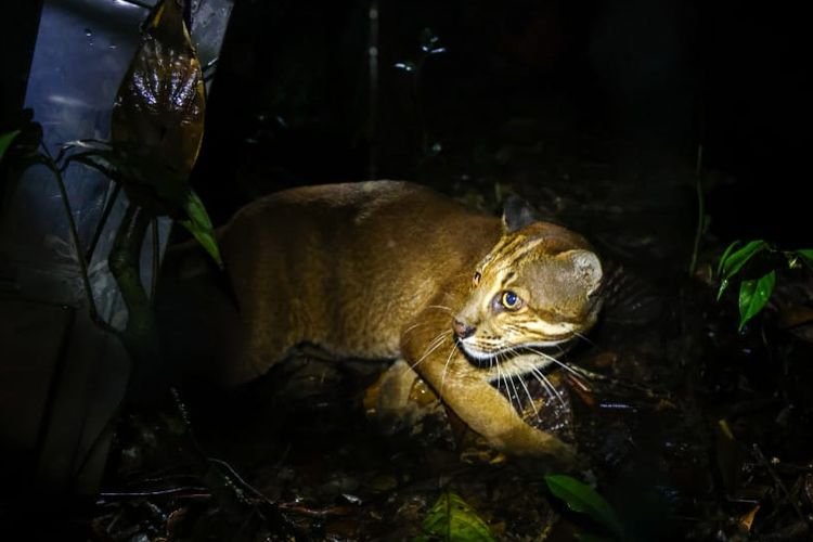 One of two golden cats released into the win at Bukit Barisan National Park, Lampung Province