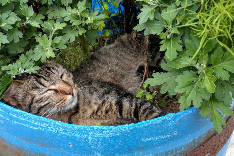 Ilustrasi kucing tidur di pot tanaman.