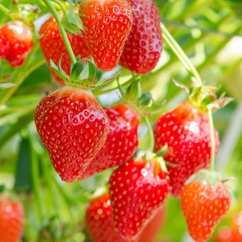 Ilustrasi tanaman stroberi, tanaman strawberry, menanam strawberry. 