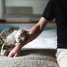 Apakah Kucing Mengenali Namanya Ketika Dipanggil?