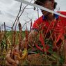 Petani Cabai Ungkap Ada Gagal Panen akibat Cuaca Ekstrem