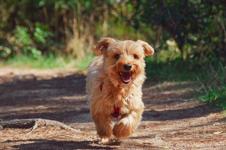 Ilustrasi anjing ras Yorkshire Terrier.