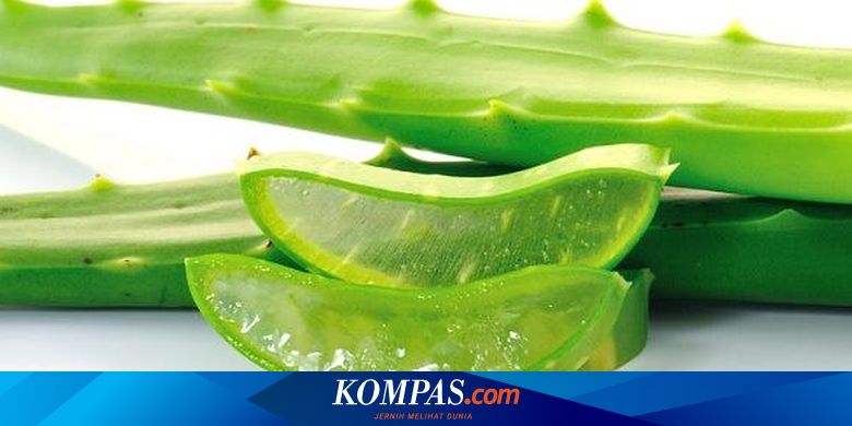Mengenal Khasiat Lidah Buaya Untuk Kulit Hingga Sembelit Halaman All Kompas Com