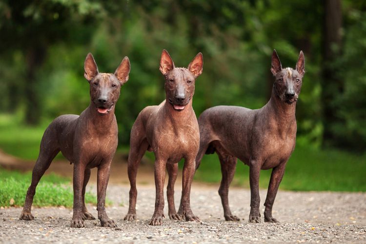 Ilustrasi ras anjing Xoloitzcuintli. 