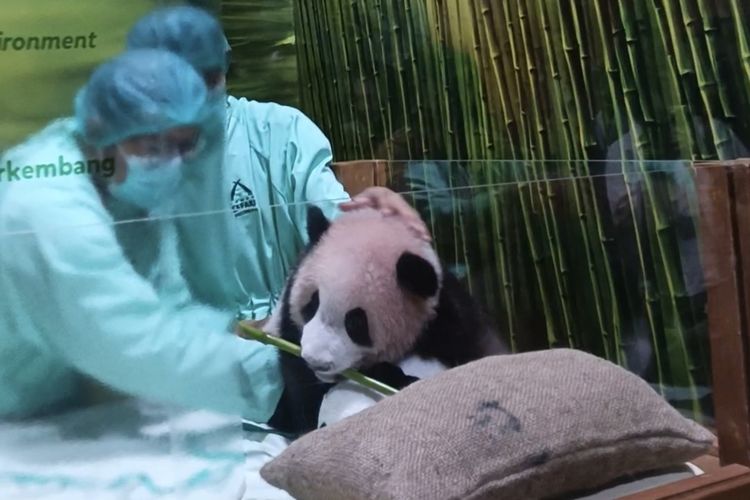 Tumbuh Gigi, Bayi Panda Rio yang Diberi Nama oleh Prabowo Mulai Diperkenalkan dengan Bambu