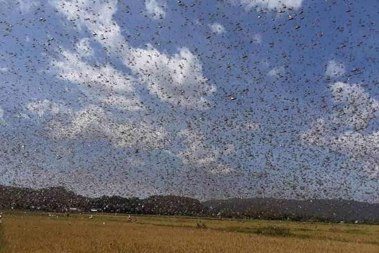 Hama Belalang Merajalela Di Sumba Timur, Petani Gagal Panen