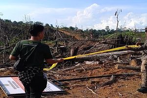 Puluhan Hektare Hutan TNKS Dirambah hingga ke Kaki Gunung Kerinci