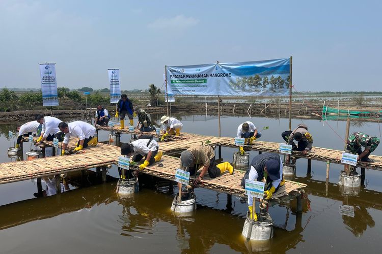 PT Pelabuhan Indonesia (Persero) atau Pelindo menanam 215.200 bibit mangrove di sembilan lokasi pesisir Indonesia.