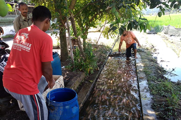 Warga sedang panen ikan nila di saluran irigasi di Klodran, Karanganyar, Jawa Tengah, Minggu (3/8/2017).