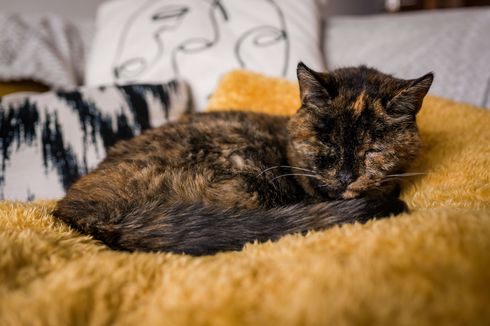 Flossie Dinobatkan Menjadi Kucing Tertua di Dunia yang Masih Hidup, Umurnya Setara 120 Tahun Usia Manusia