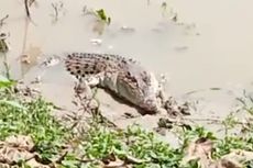 Buaya yang Sempat Hebohkan Warga Lamongan Dilepasliarkan