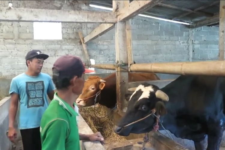 Peternak sapi di Kabupaten Purworejo, Jawa Tengah kebanjiran pesanan. Puluhan hingga ratusan ekor sapi ludes terjual mendekati Hari Raya Kurban.