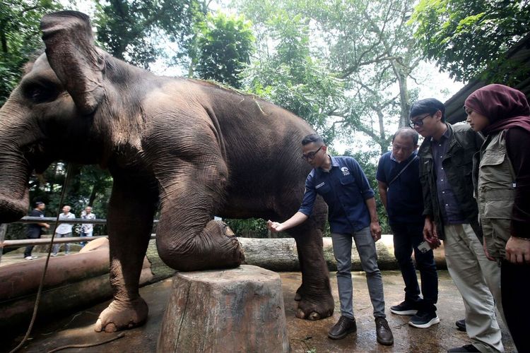Lembaga Konservasi Satwa India Vantara Periksa Kesehatan Hewan Bandung Zoo