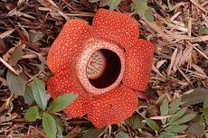 Adaptasi Fisiologi pada Bunga Rafflesia