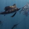 Bagaimana Ikan Tercepat di Dunia Berburu Mangsanya?