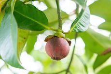 Panduan Pemberian Pupuk untuk Pohon Manggis