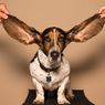 6 Ras Anjing dengan Telinga Panjang yang Lucu dan Menggemaskan