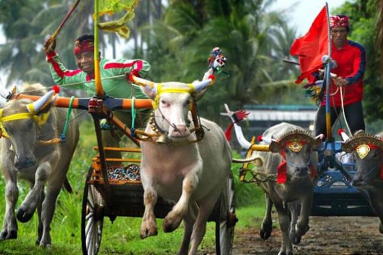 Sang joki memecut kerbau dengan sebuah tongkat selama berpacu di atas lintasan selebar 2 meter dalam atraksi Makepung di Kabupaten Jembrana, Bali.