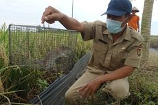 4 Bahan Alam untuk Membuat Pestisida Pengusir Hama Tikus pada Padi