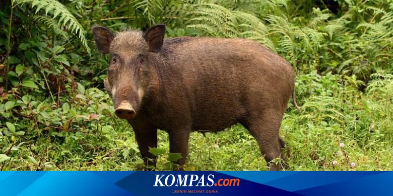 Habitat Longsor Babi Hutan Gunung Sumbing Berkeliaran Di Permukiman