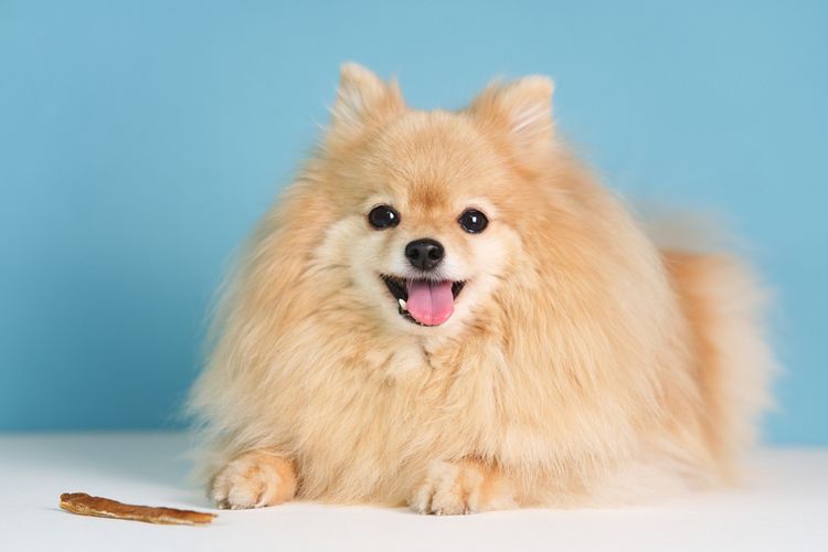 Ilustarsi anjing Pomeranian tersenyum.