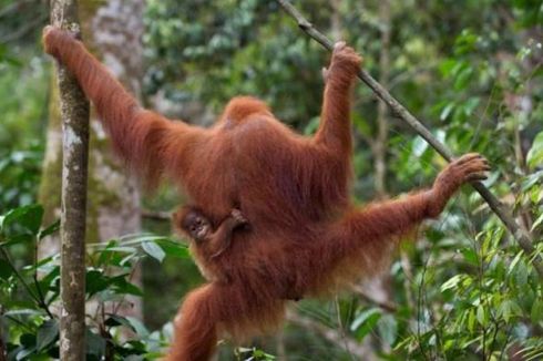 Evakuasi Orangutan yang Serang Warga di Ketapang, BKSDA Kalbar Terjunkan Tim