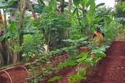 Urban Farming Bisa Turunkan Suhu Kota, Ini Hasil Riset IPB