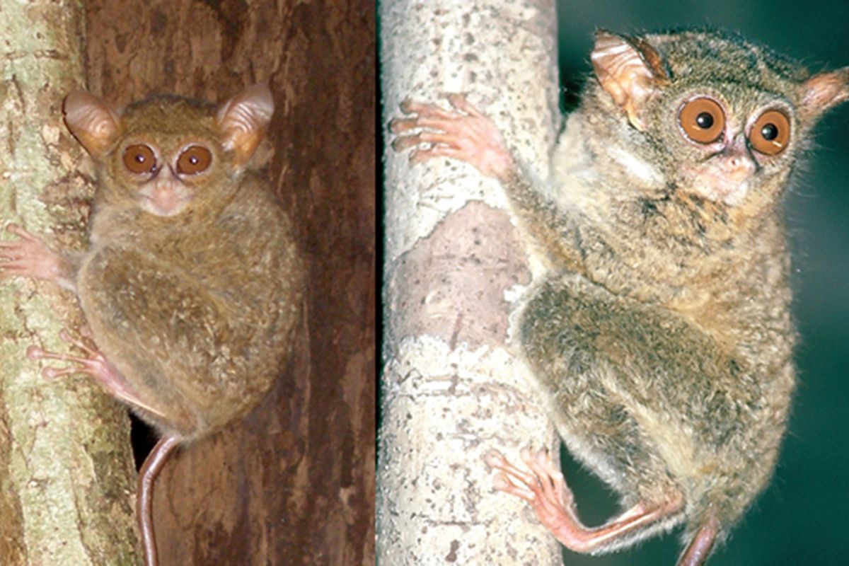 Dua jenis spesies tarsius: Tarsius spectrumgurskyae (kiri, photo: Myron Shekelle) dan Tarsius supriatnai (kanan, photo: Lynn Clayton)