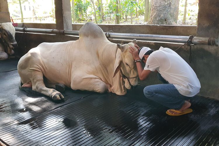 Anggota DPR RI Dedi Mulyadi saat menangis melepas sapi-sapinya untuk dipotong pada momen Hari Raya Idul Adha 2022.