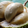 Mengenal Durian Lato-lato, Durian Mini Asli Lereng Gunung Semeru