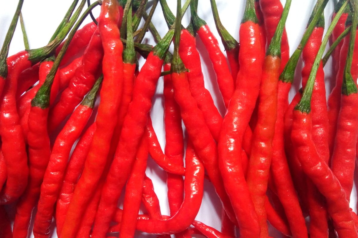 Ilustrasi cabai merah. 